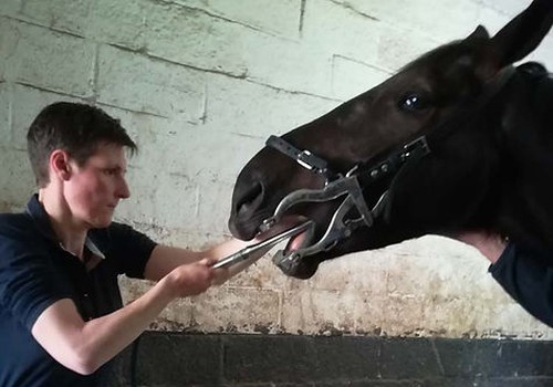 Tandbehandeling Paarden