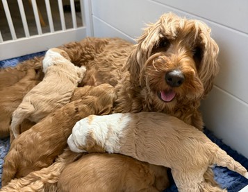 PUPS