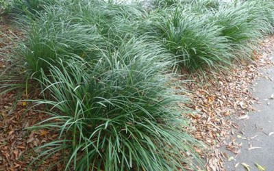Leliegras: Liriope Evergreen Giant<br><br>